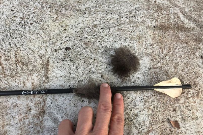 The arrow that was pulled from an injured brush turkey is now part of a police investigation.
