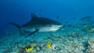 United Nations ocean treaty
