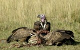 A vulture feasting on a corpse.