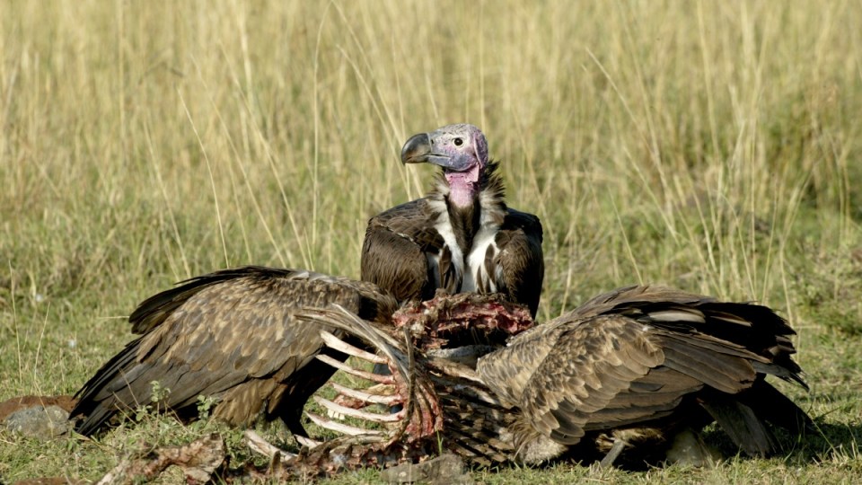 A vulture feasting on a corpse.