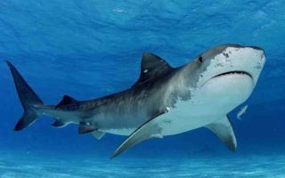 shark numbers