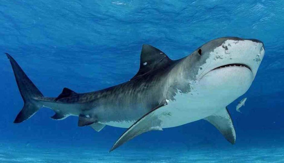 shark numbers