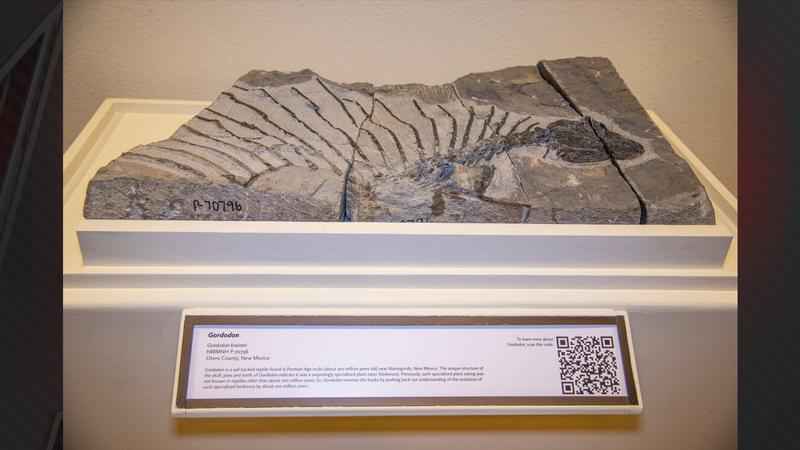 herbivore-fossil-new-mexico