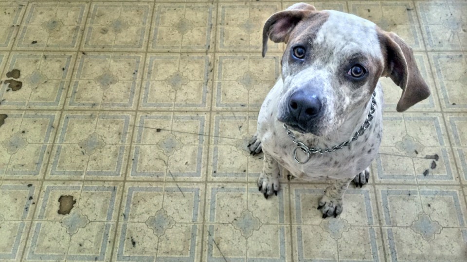 rspca victoria animal cruelty report