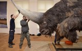 Siberian unicorn