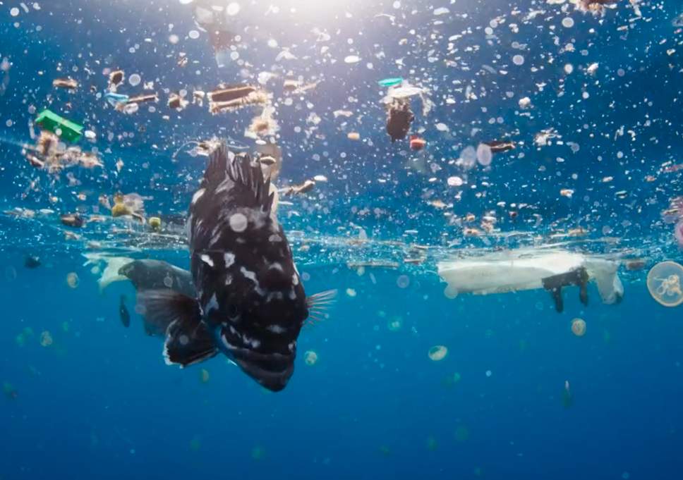 David Attenborough clime change
