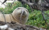 Eels in seals noses in Hawaii