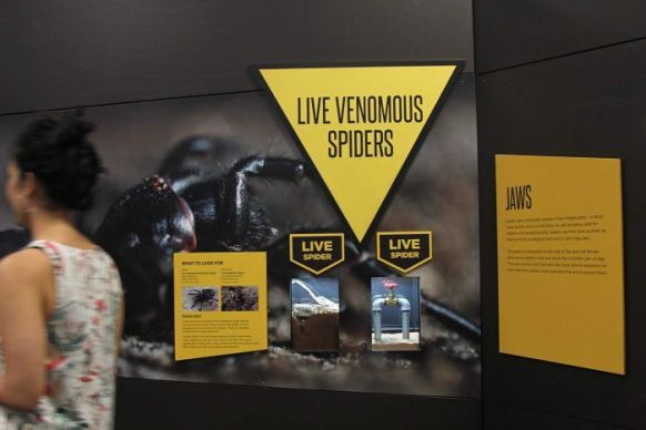 spider-exhibition