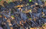 flying fox