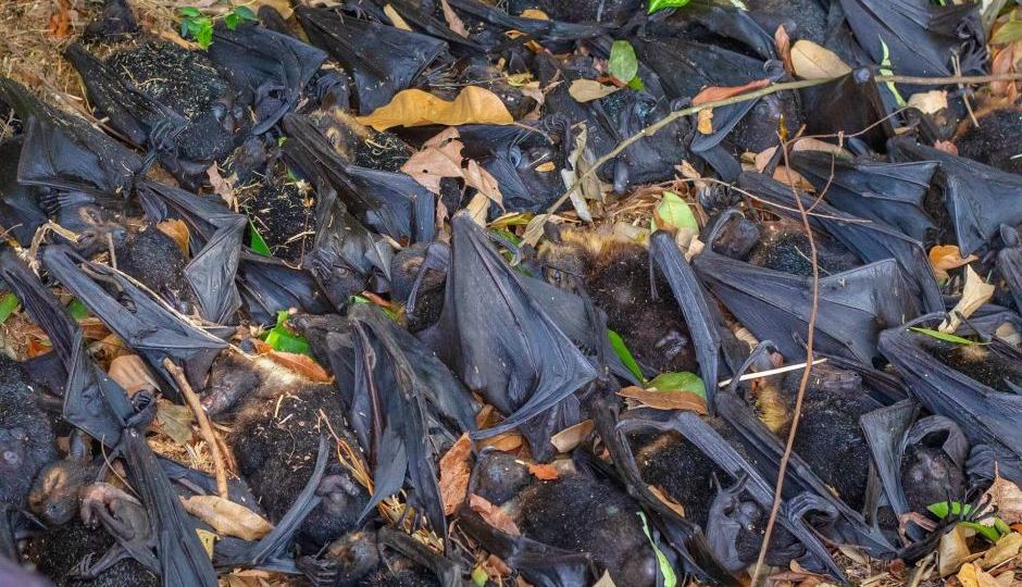 flying fox