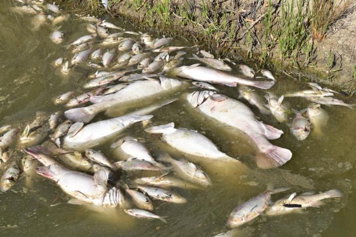 dead fish menindee rain