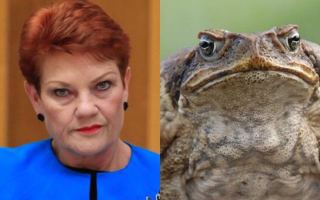 pauline hanson cane toad