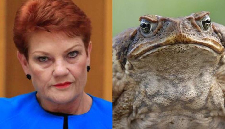 pauline hanson cane toad