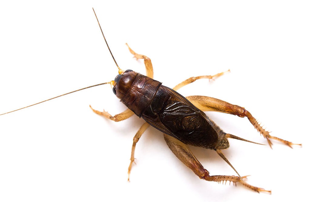 crickets to blame for US embassy sonic attack