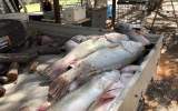 dead-fish-cleanup