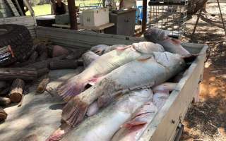 dead-fish-cleanup