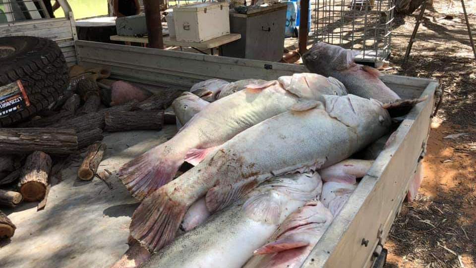 dead-fish-cleanup