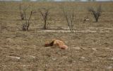 cow-dead