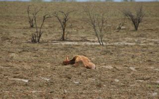 cow-dead