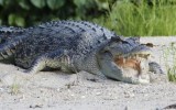 crocodiles qld