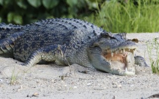 crocodiles qld