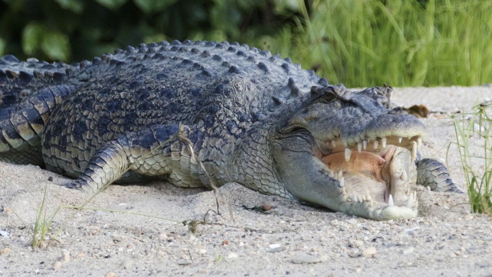crocodiles qld