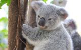 koala orangutan