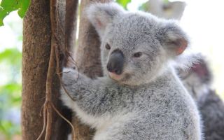 koala orangutan
