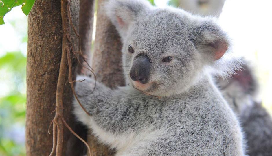 koala orangutan