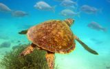 great barrier reef unesco