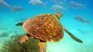 great barrier reef unesco