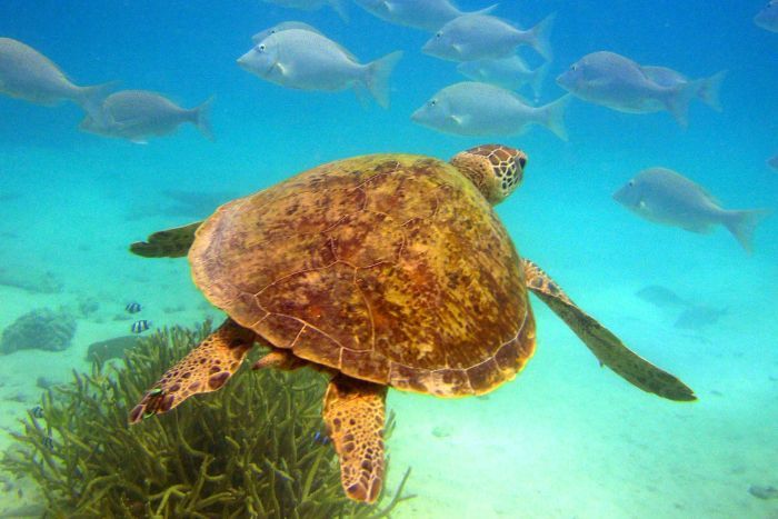 great barrier reef unesco