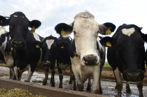 woolworths $1 milk