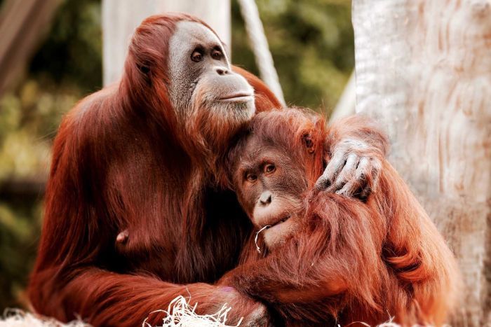 Melbourne Zoo orangutans Maimunah, 32, and her daughter Dewi, 8.