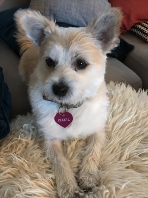 dog sitting holiday