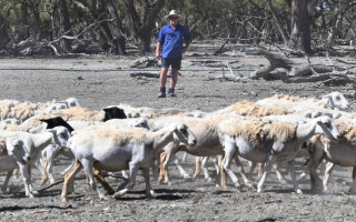 drought stimulus