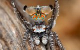 Peacock spiders stoush