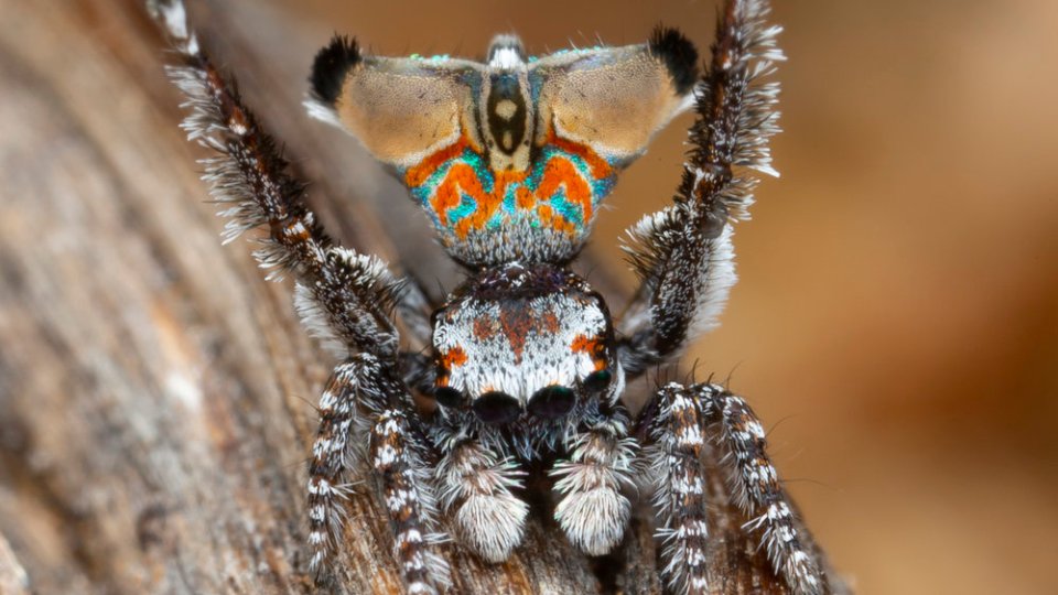 Peacock spiders stoush