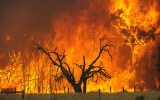 bunyip-state-forest-fire