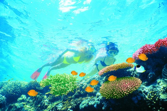 Scientists are planning to help coral regenerate in the Great Barrier Reef in a bold new project. 