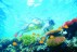 Scientists are planning to help coral regenerate in the Great Barrier Reef in a bold new project. 