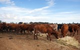 beef australia