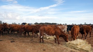 beef australia