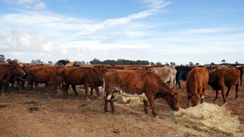 beef australia