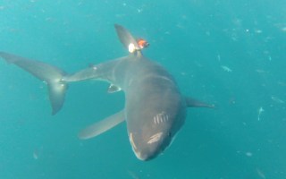 great white shark
