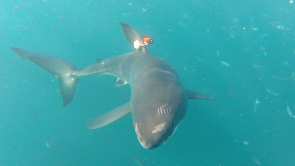 great white shark