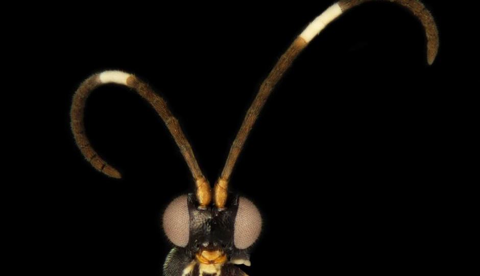 Oreo moth