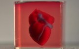 3D heart