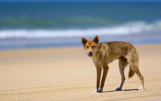 Fraser Island dingoes