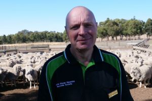 sheep shearing world record